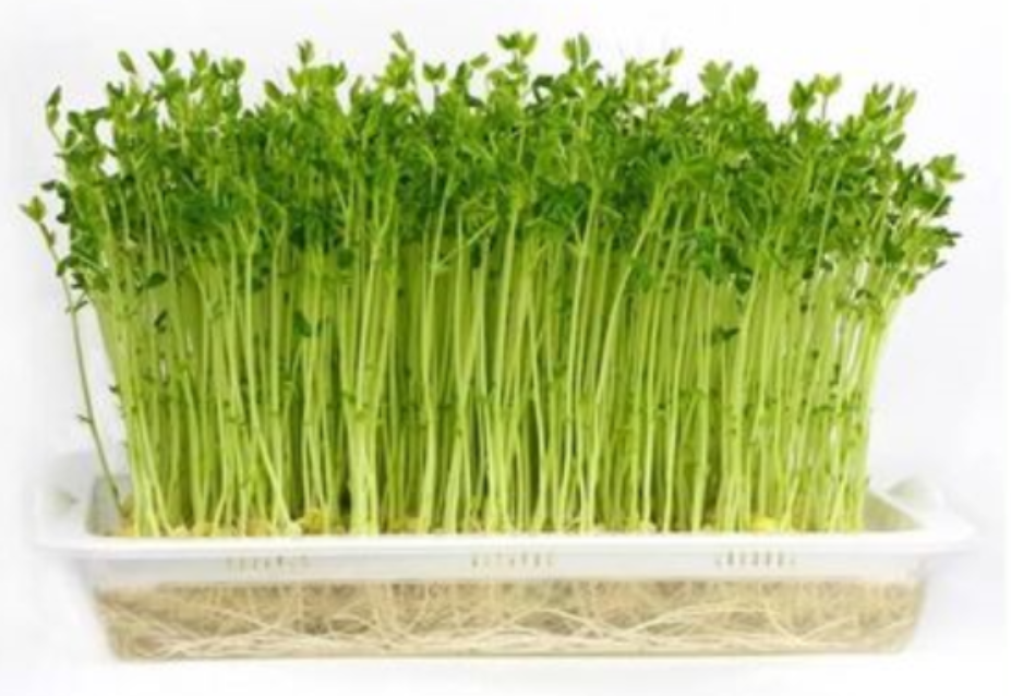 如何水培芽苗菜——选盘记