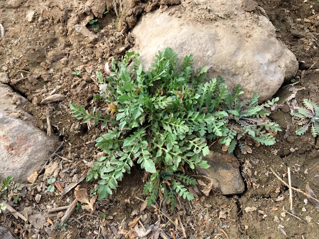 荠菜肉馅包子的做法 步骤1