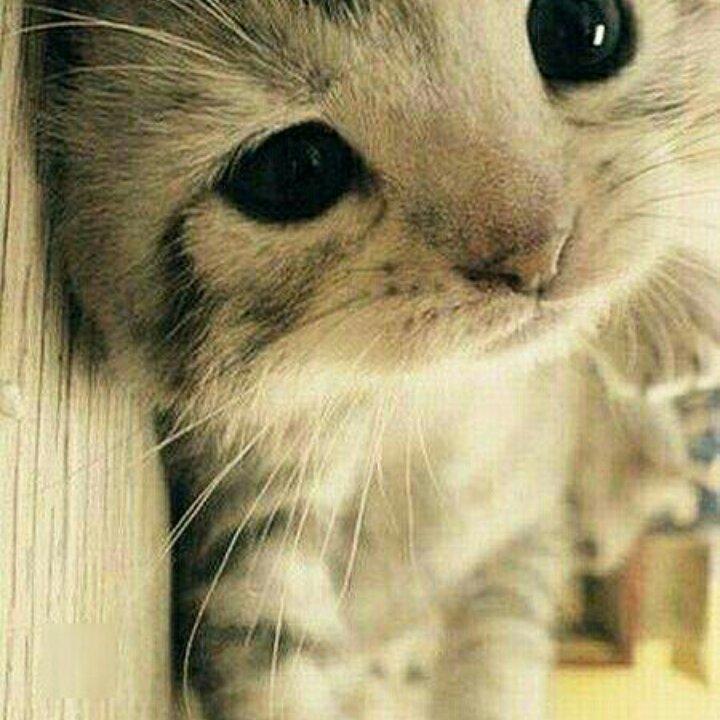 做黑暗料理的吃货