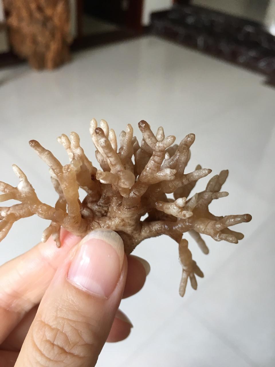 茶如人生1分享作品晚餐612017年8月7日龙爪菇96#晚餐612017年8