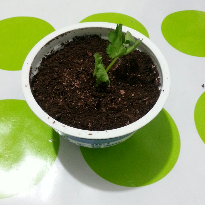 盆栽酸奶