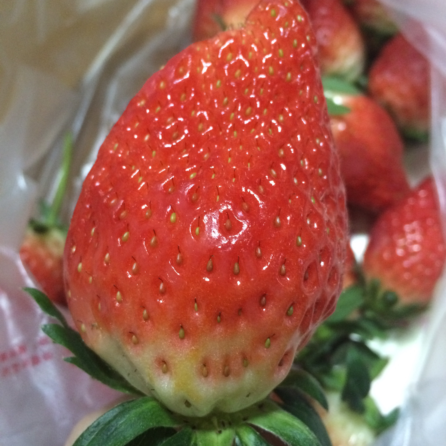 今冬第一颗草莓
