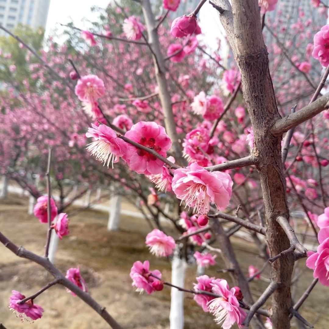满树桃花开zxq