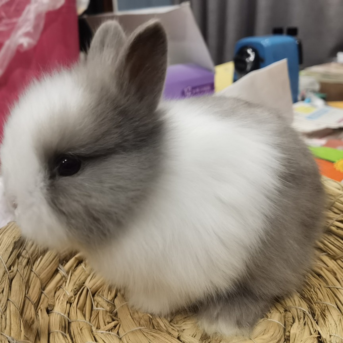 小糖果兔兔