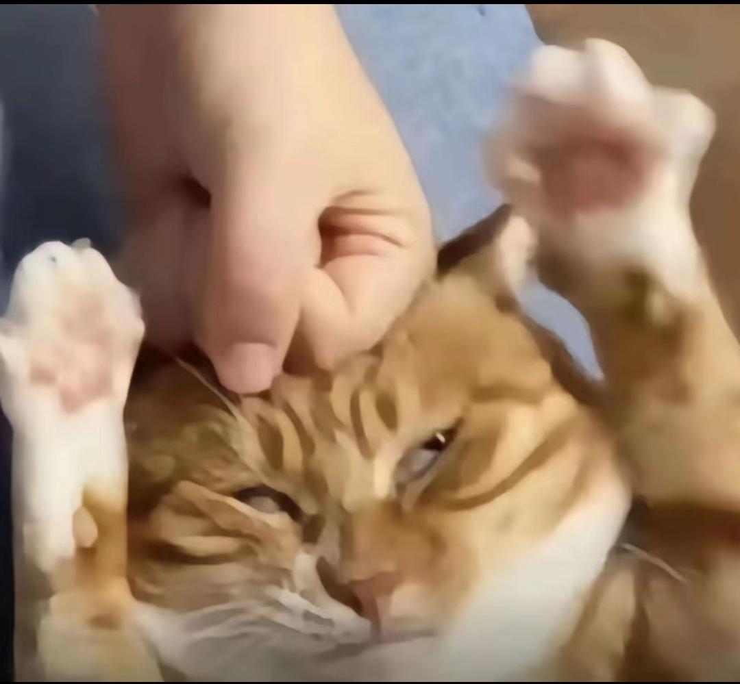 苹果樱桃红茶（养生壶版）