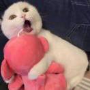 蛋蛋的西瓜