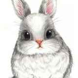 lily兔兔兔