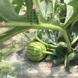 汤圆牵着小怪兽去打奥特曼