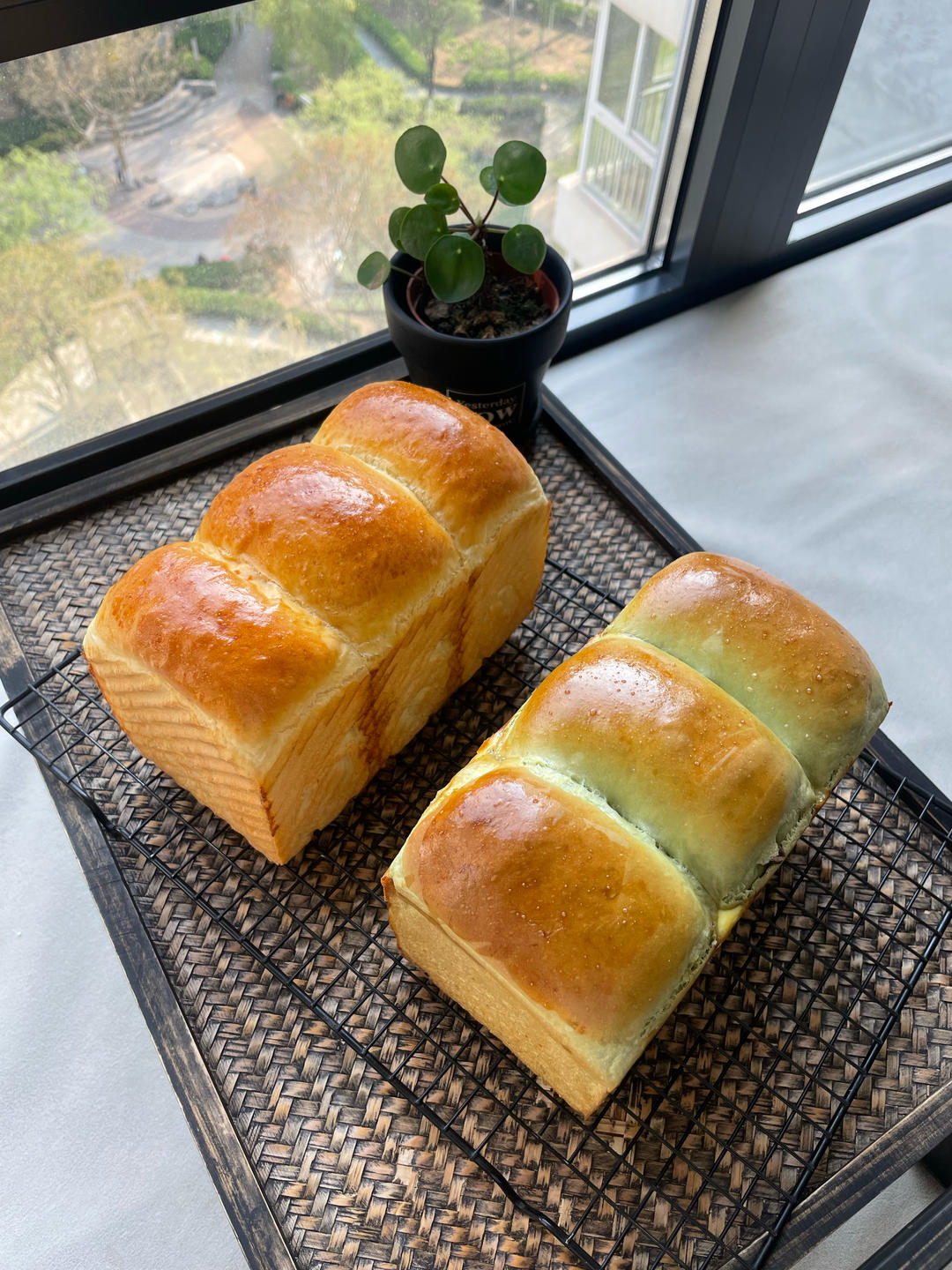 波兰种牛奶吐司