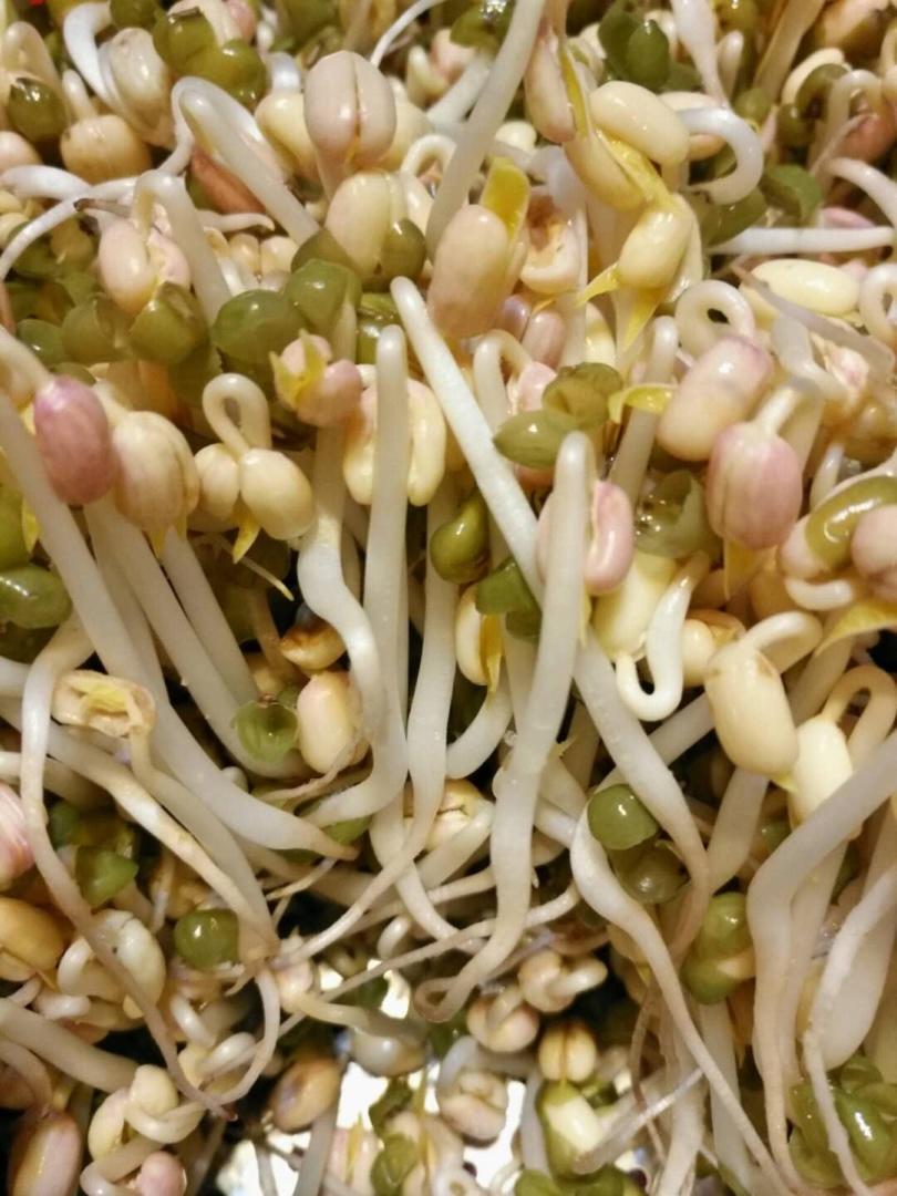 沥水篮发豆芽