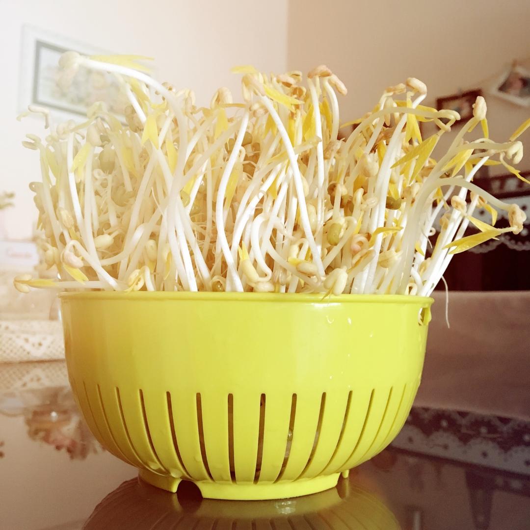 自发豆芽（可乐瓶发豆芽0失败！）