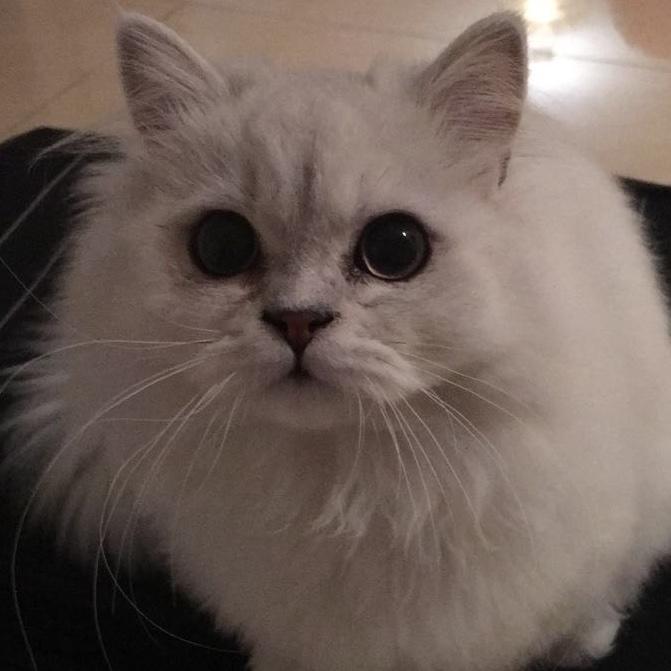 普通的少年养普通的猫