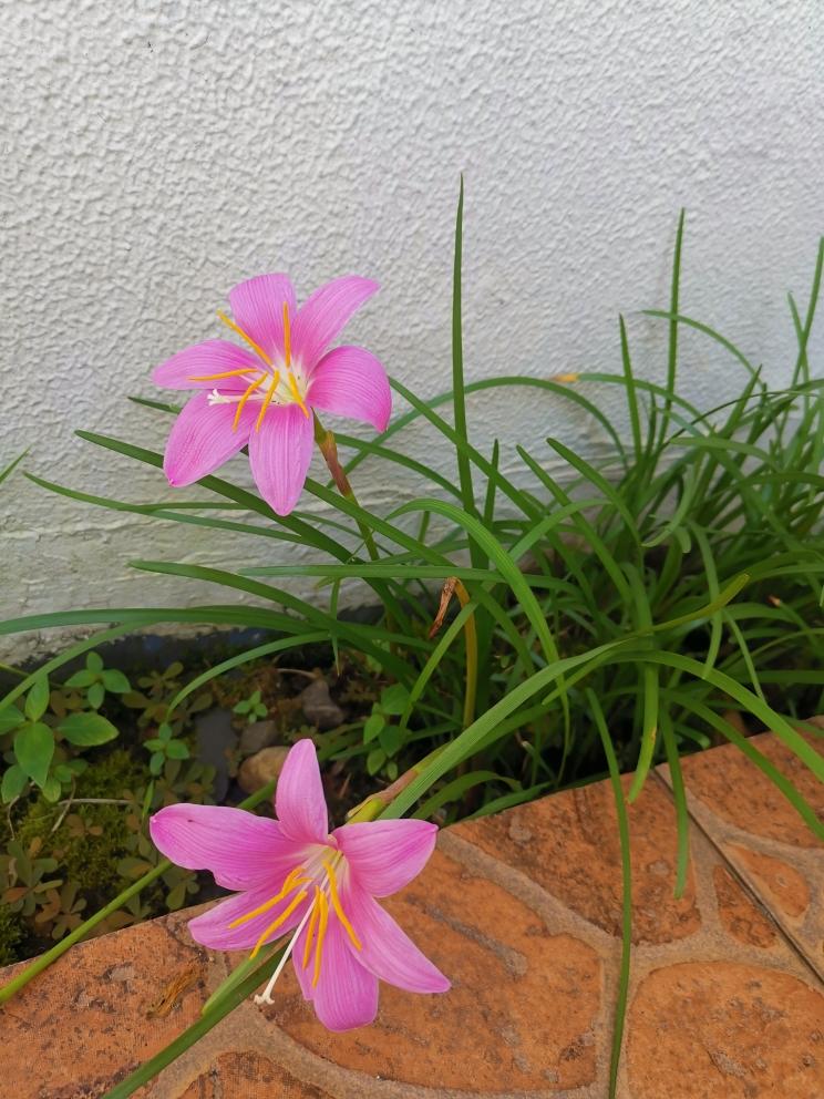 日常美食