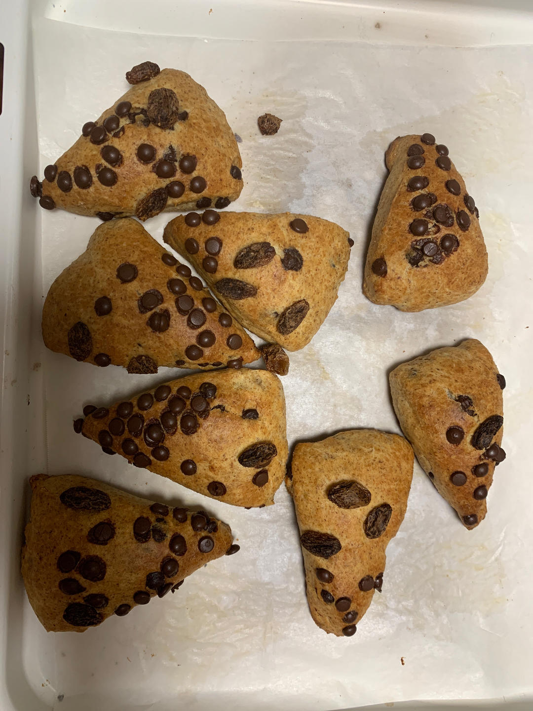 介于面包和饼干之间的全麦巧克力坚果司康，免揉面酵母版更美味