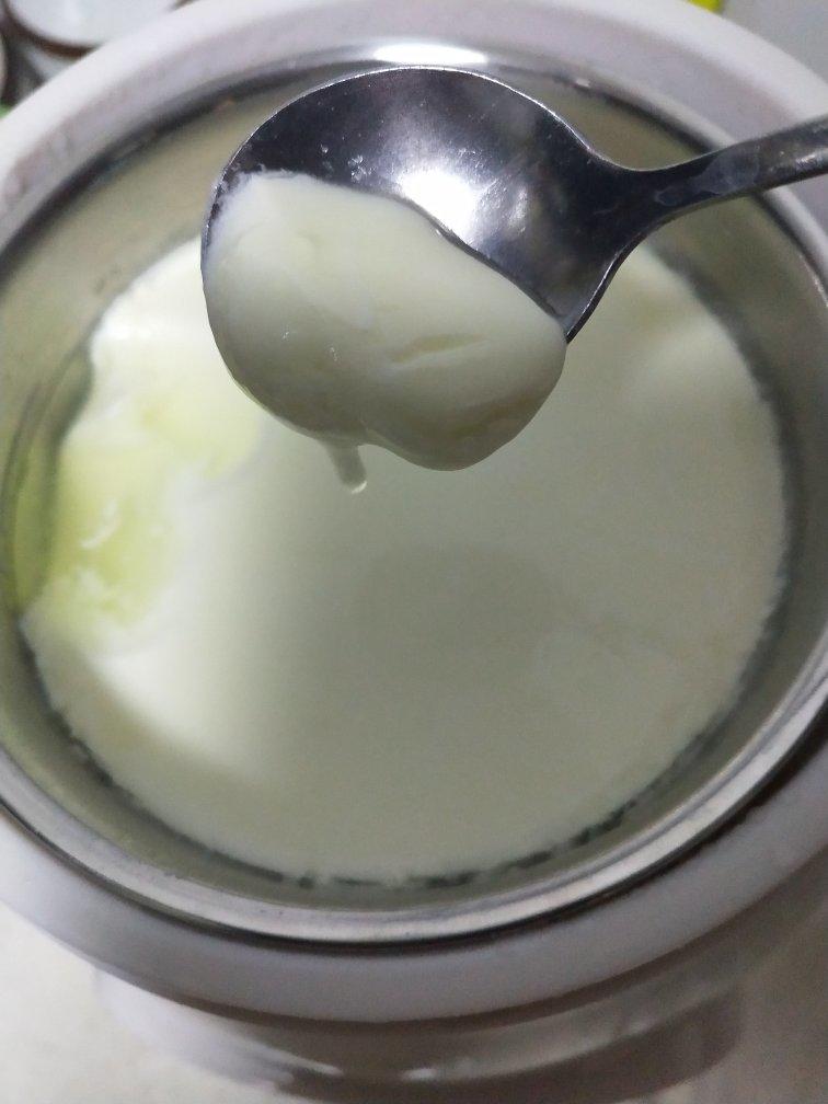 自制健康老酸奶 （奶粉版）