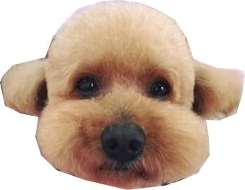 Sandy程媜