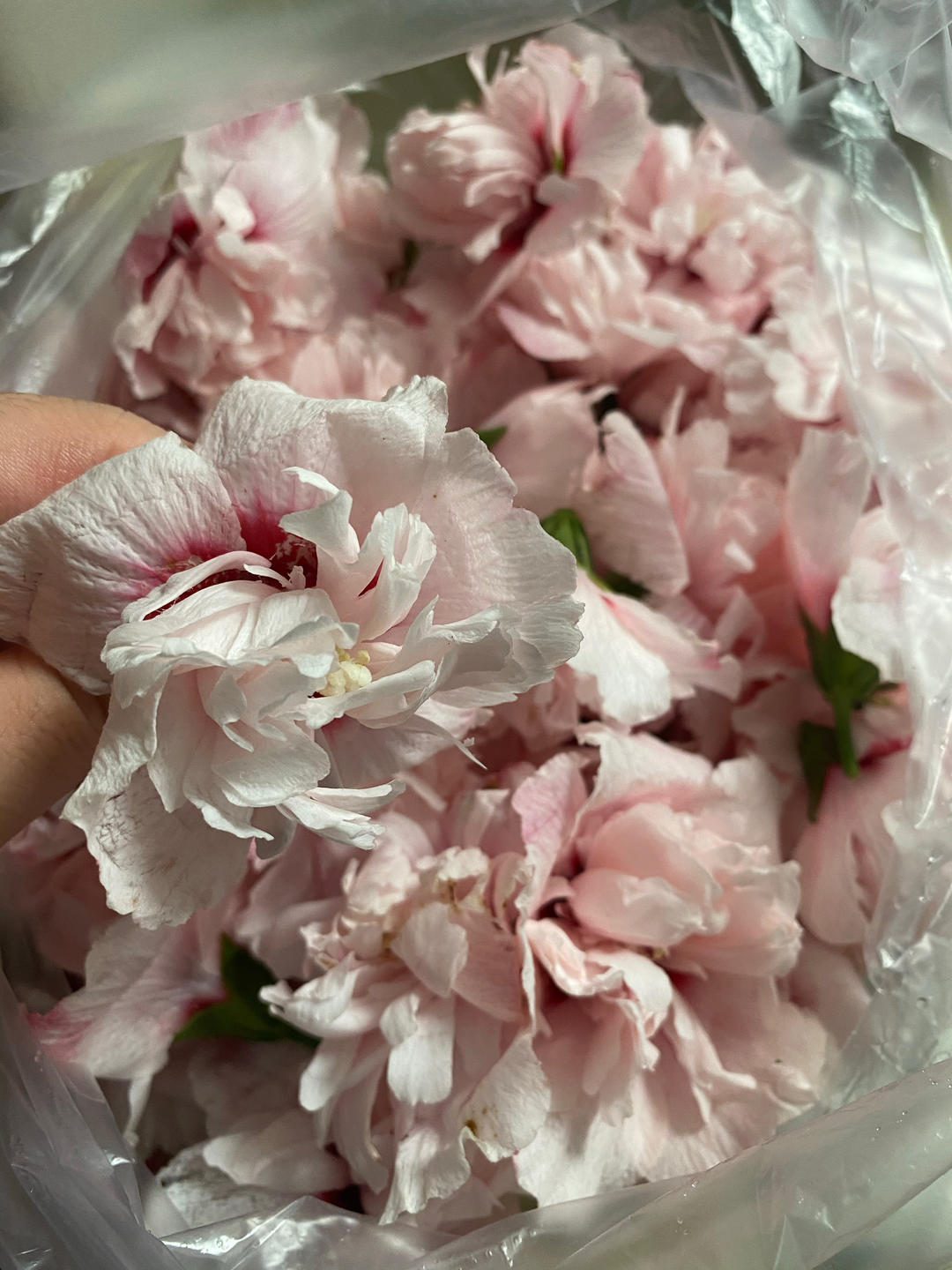 木槿花（饭汤花）煎饼