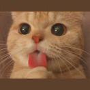 不吃香菜的全智贤