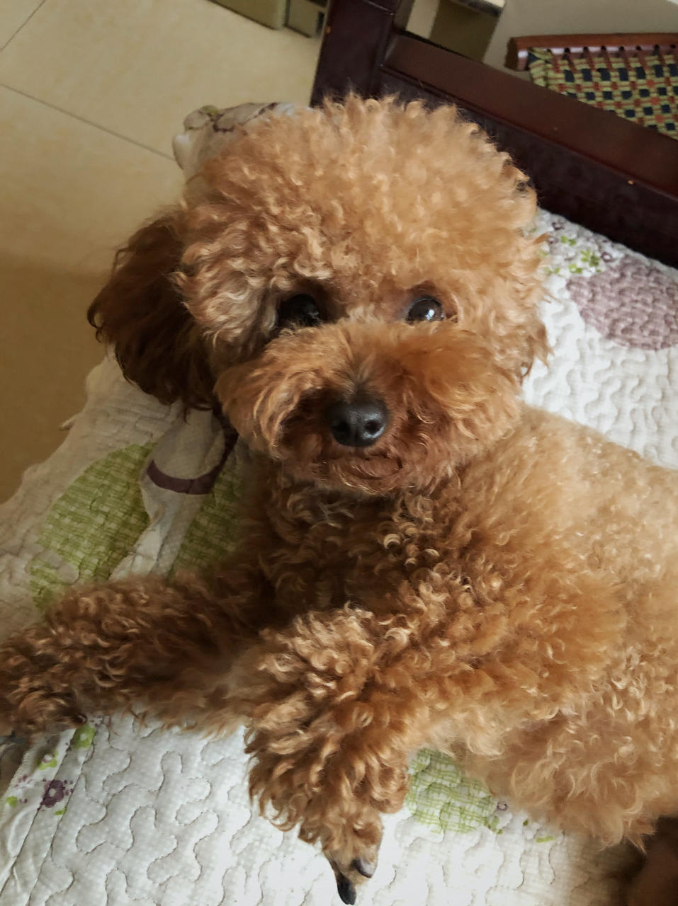 球球小姐是泰迪