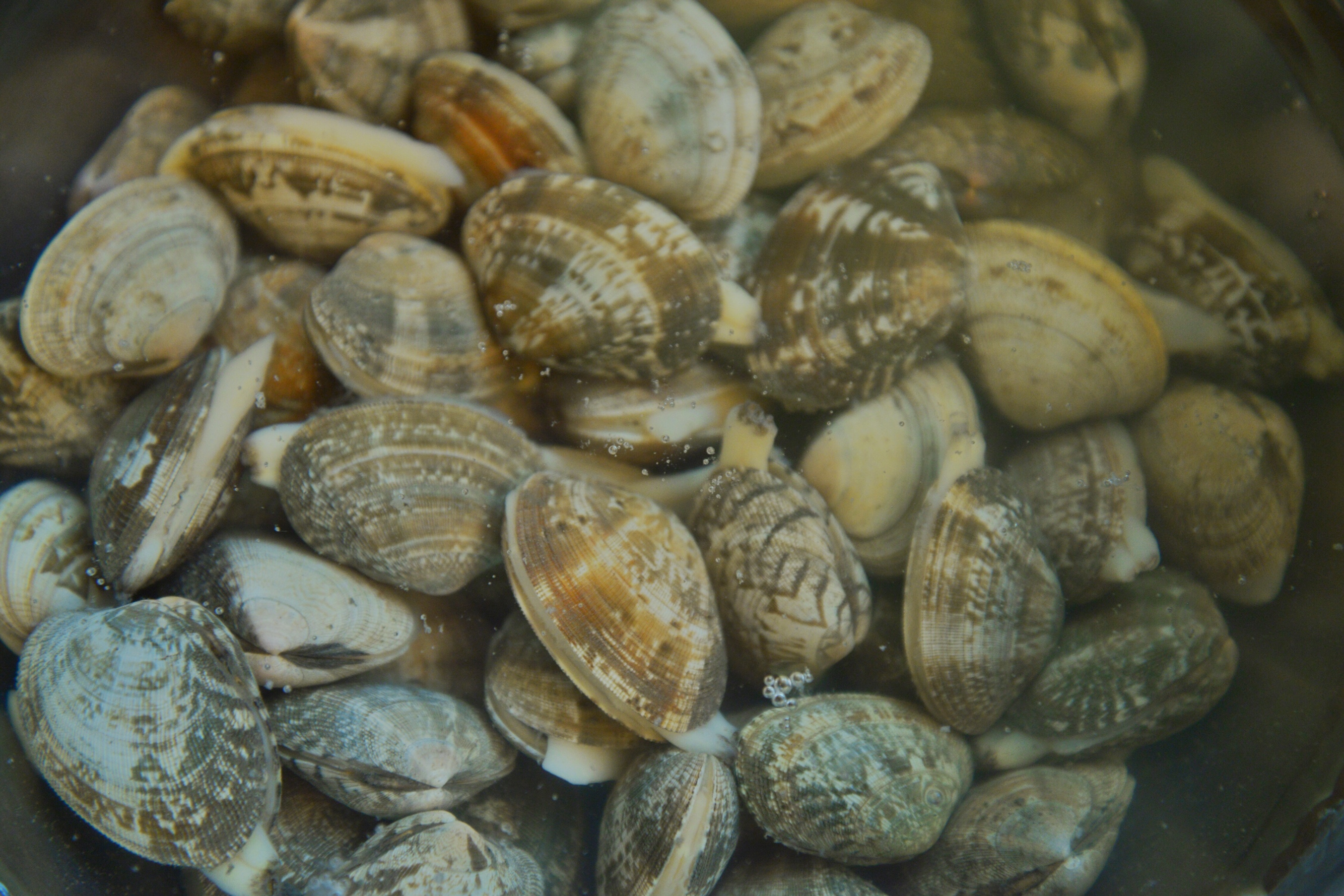 辣炒花蛤：无油盐的地道海边做法的做法 步骤3