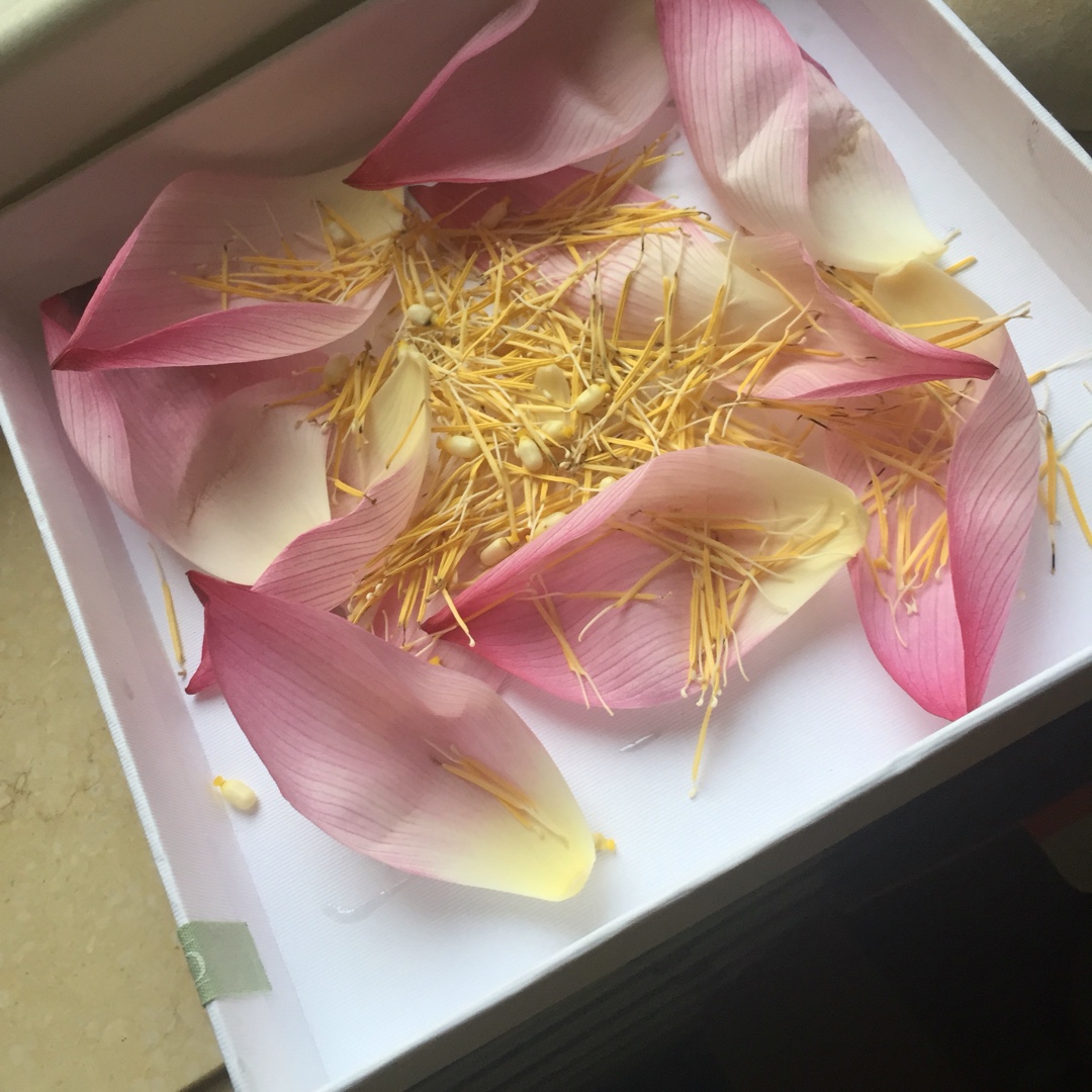 泡一杯有仙气的荷花水