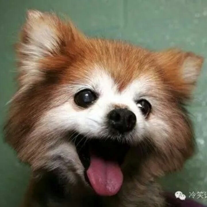 伊莉莎小白