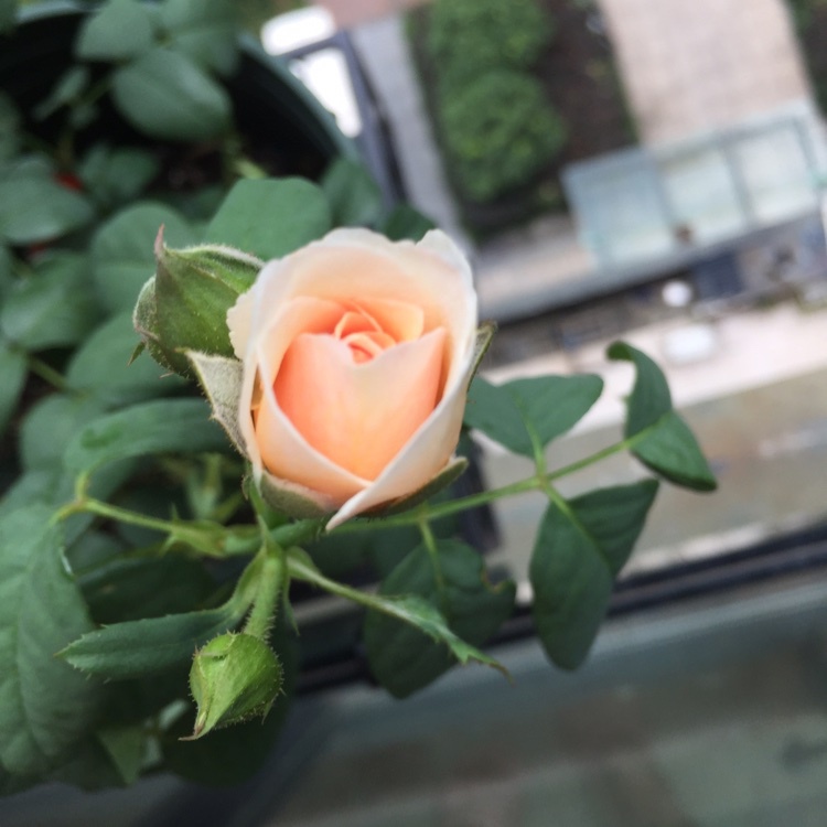 我的月季