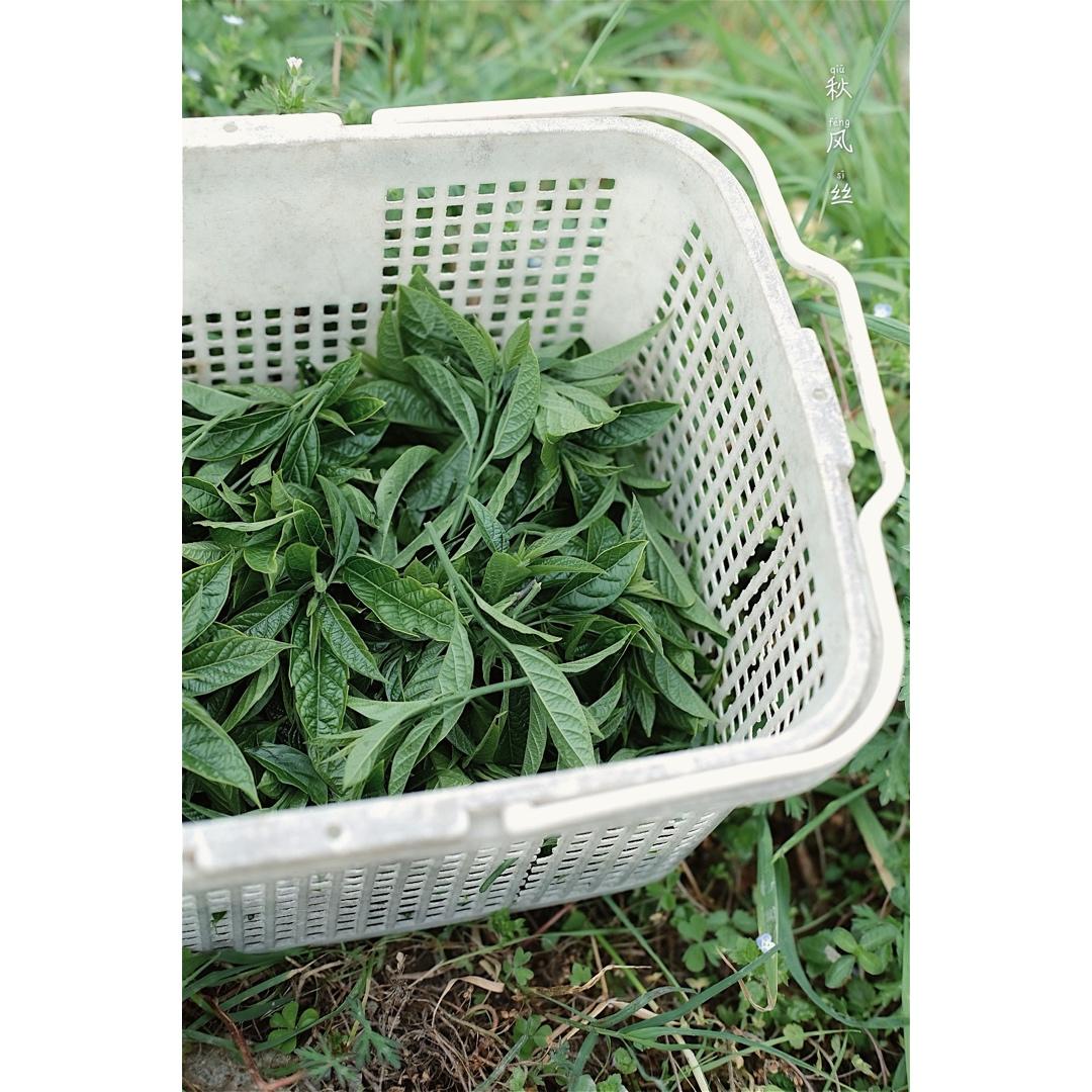 漂浮咖啡y做过我家的小菜园屋后的秋风丝树98本地一种清热解毒,可