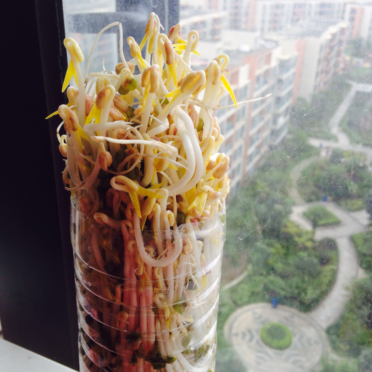 自发豆芽（可乐瓶发豆芽0失败！）