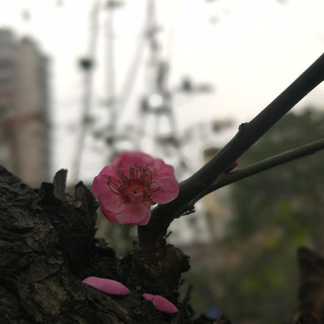 酸酸甜甜就是你