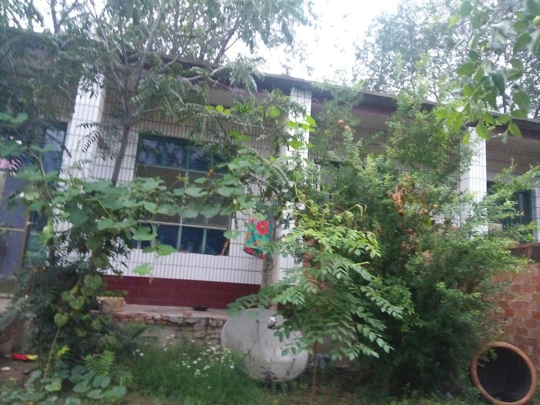 治疗咳嗽糖醋鸡蛋的做法