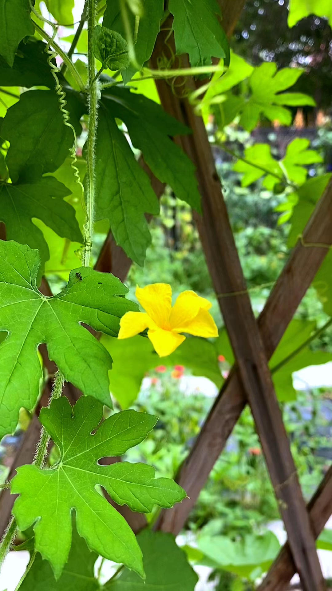 我的小菜园