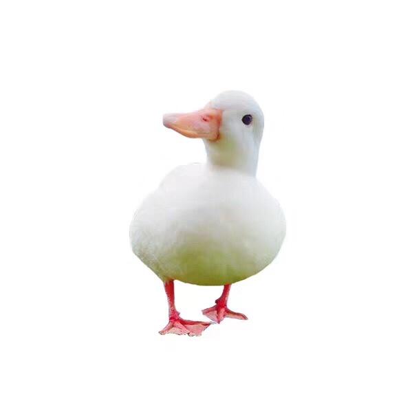 走走散步