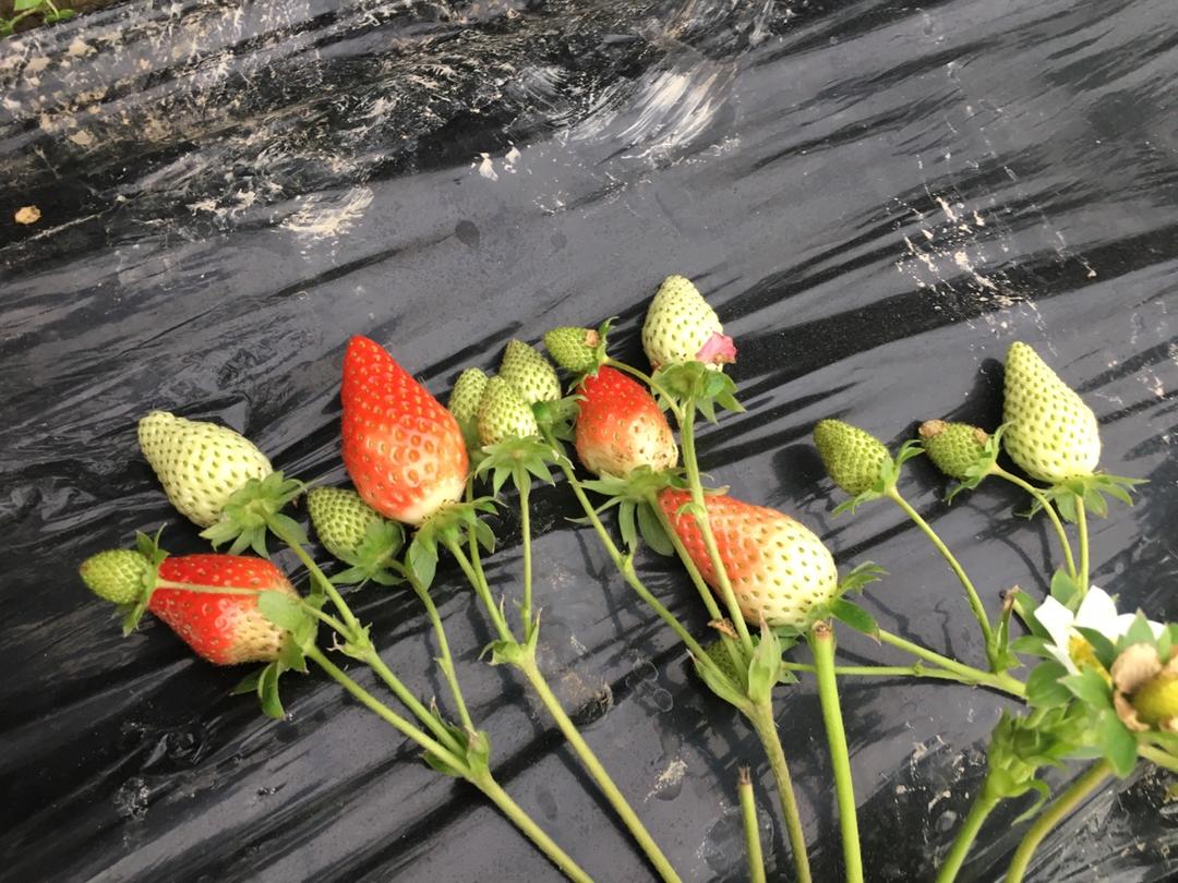 小菜花爱上揉面