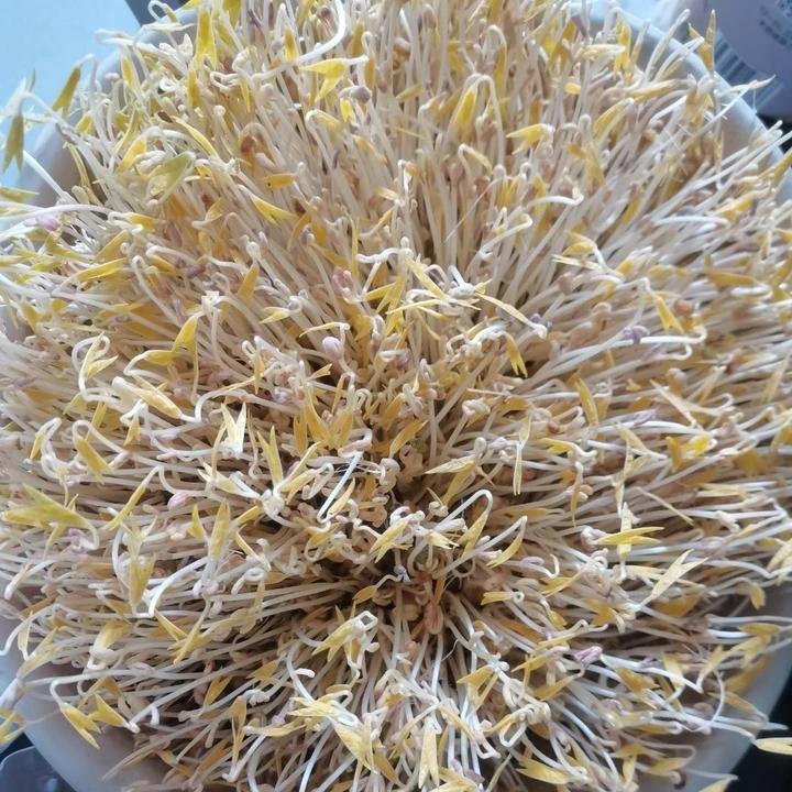 自发绿豆芽/自生豆芽/自制豆芽