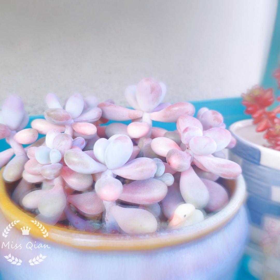 MissQian人淡如菊