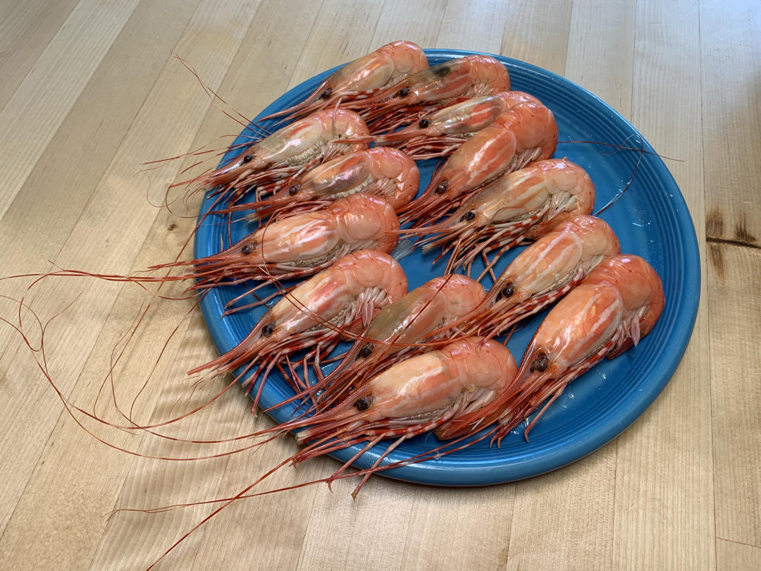 白灼珊瑚虾(北美版)的全部作品