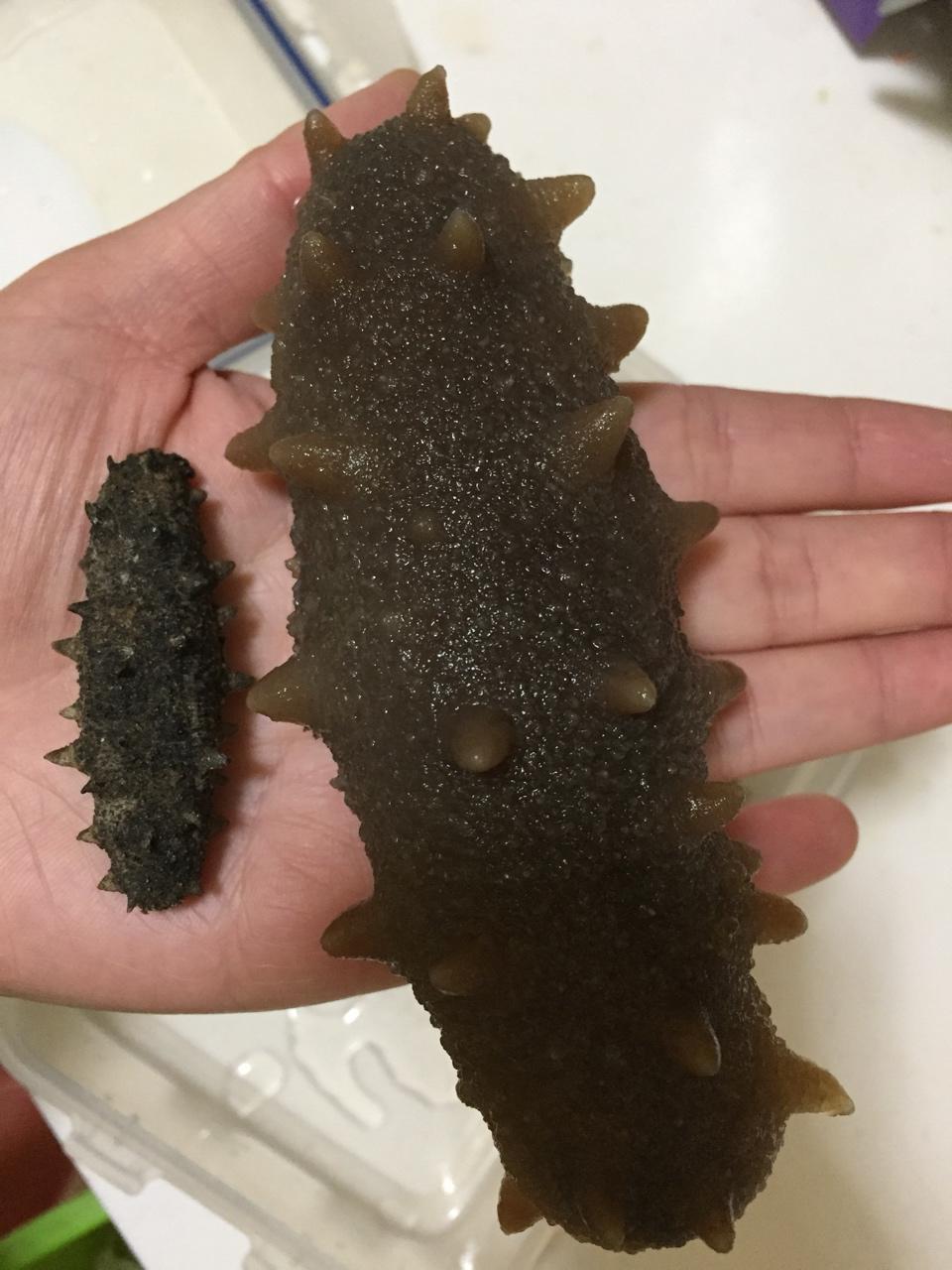 泡发海参的方法