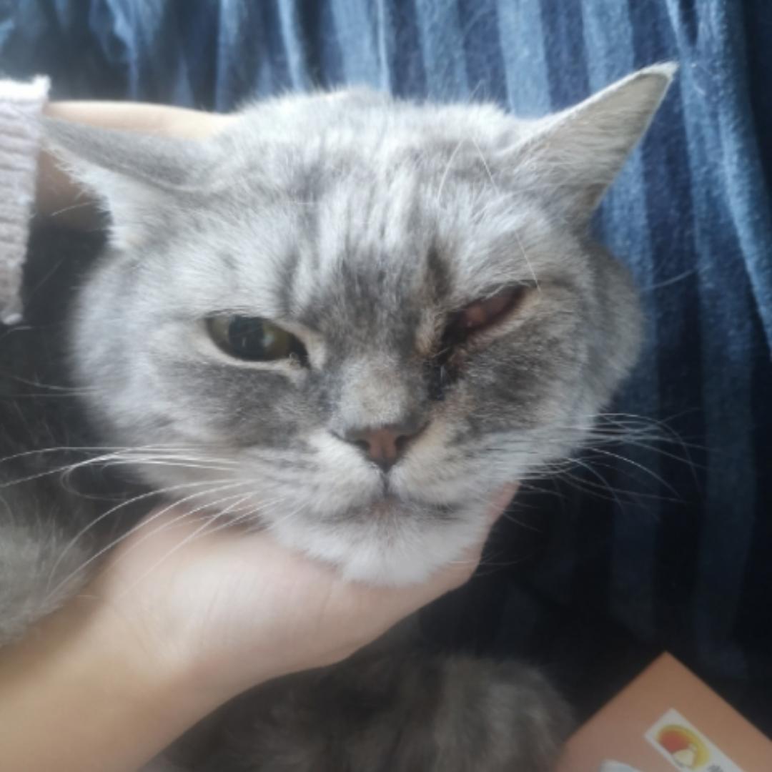 甜蜜猫卡卡