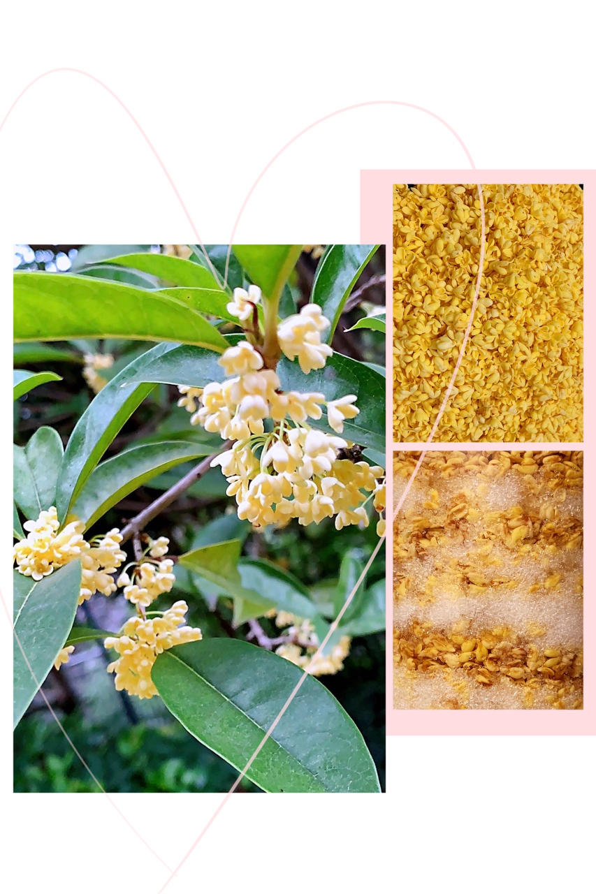 自制糖桂花
