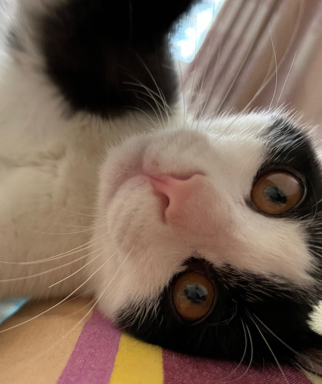 糖醋小小小