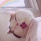 爱下厨的机器人