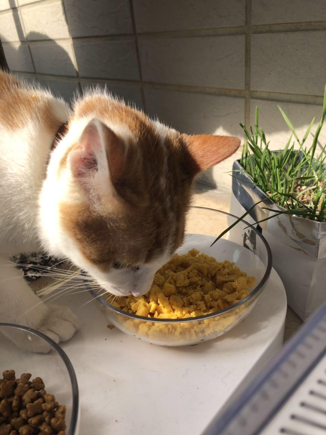 自制天然无油盐猫粮，无猫不爱哦！