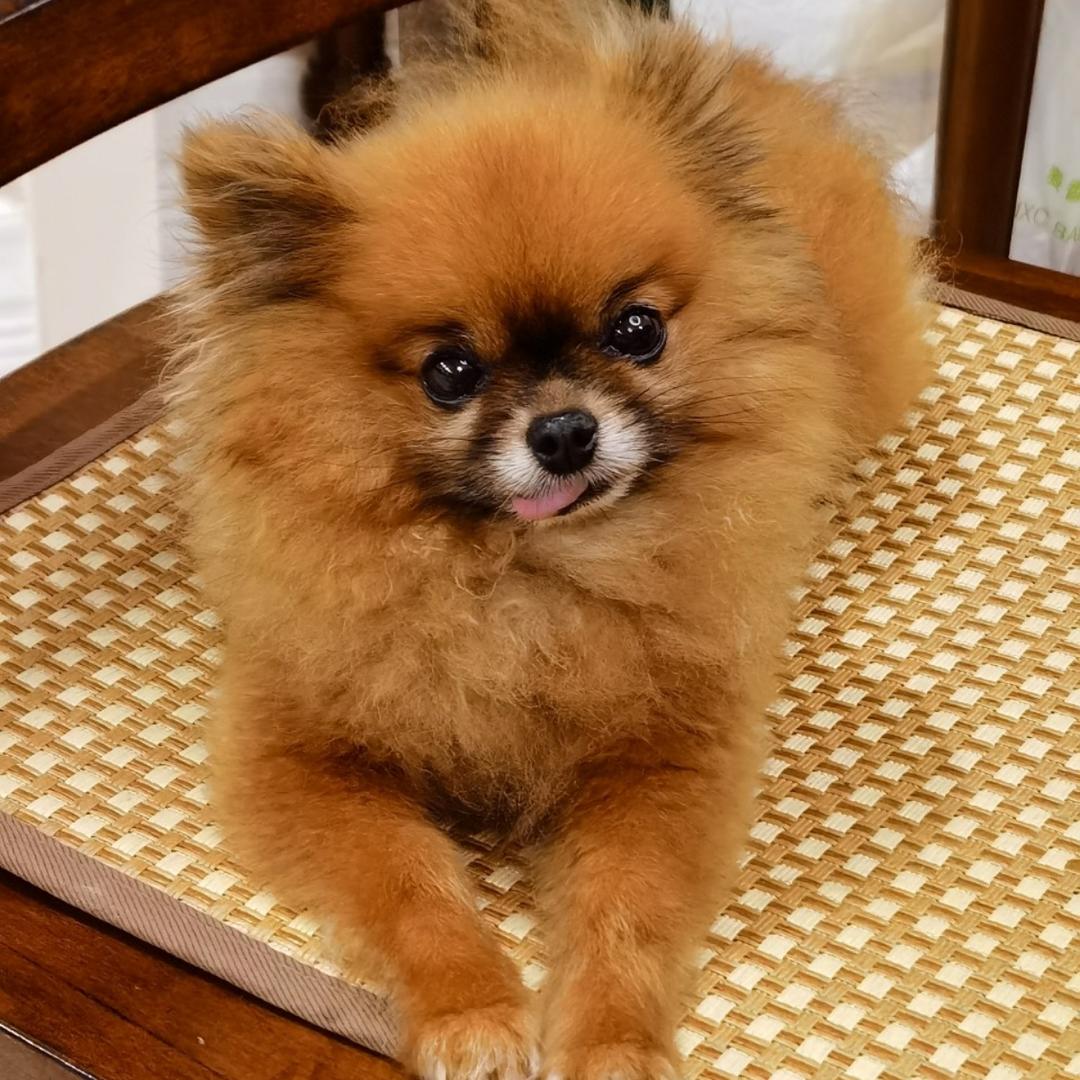 一只爱吃的萌犬