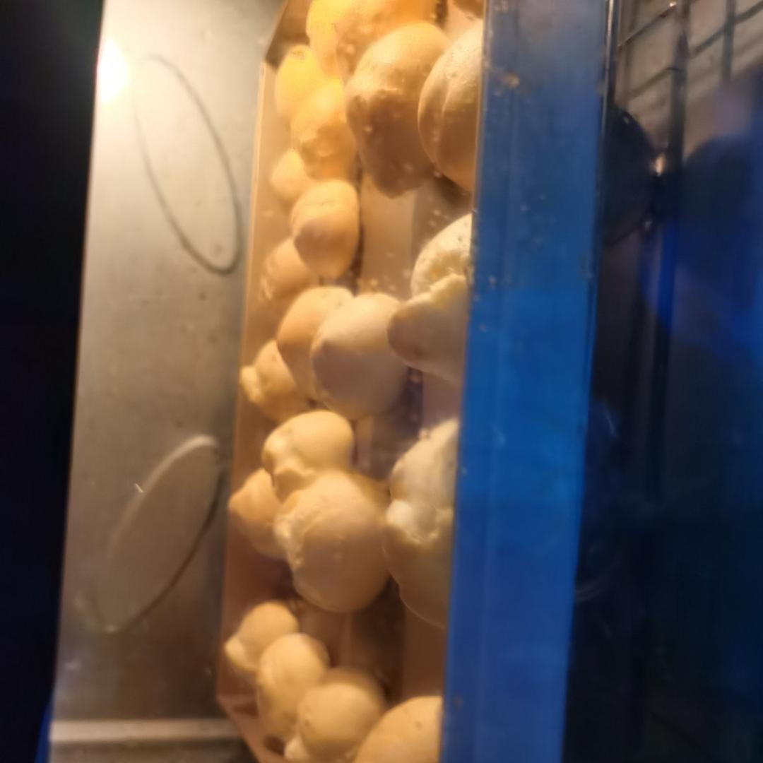 手把手教你零基础做泡芙