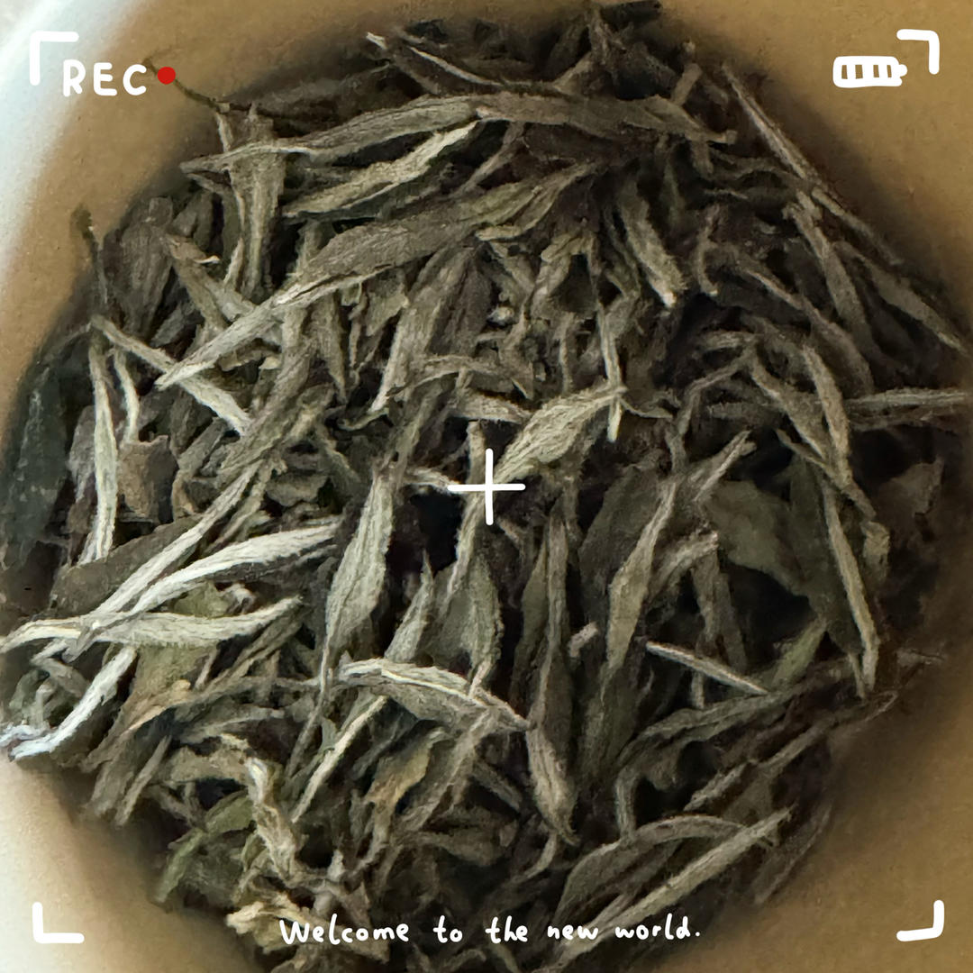 下午茶•2026年2月7日