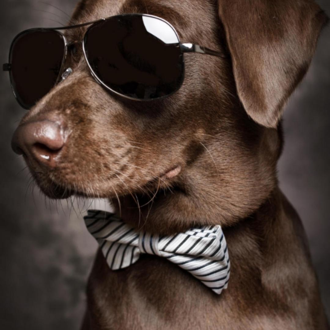 抓一把阳光照明