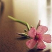 倚踡雨廷洛