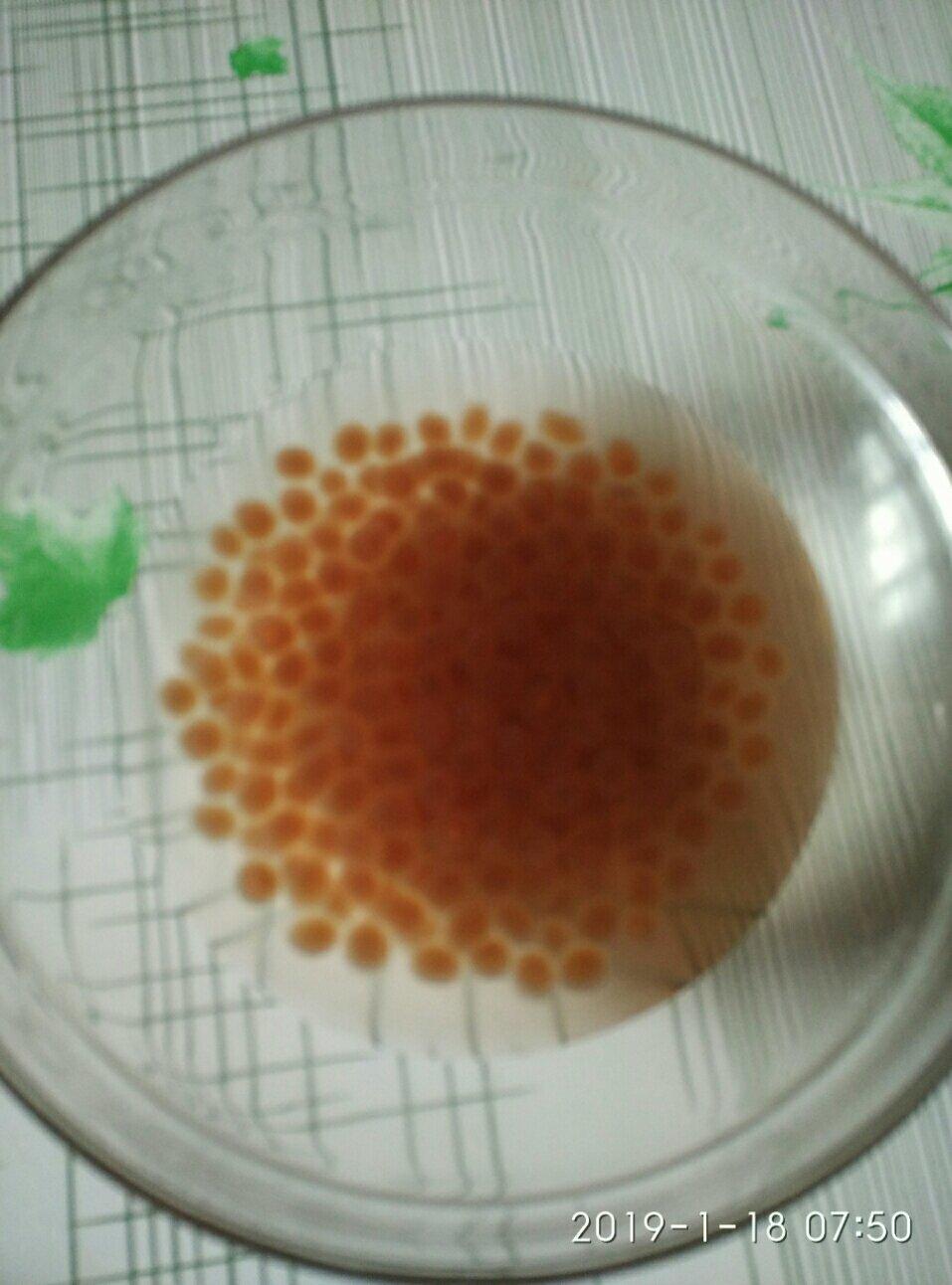 放心的珍珠
