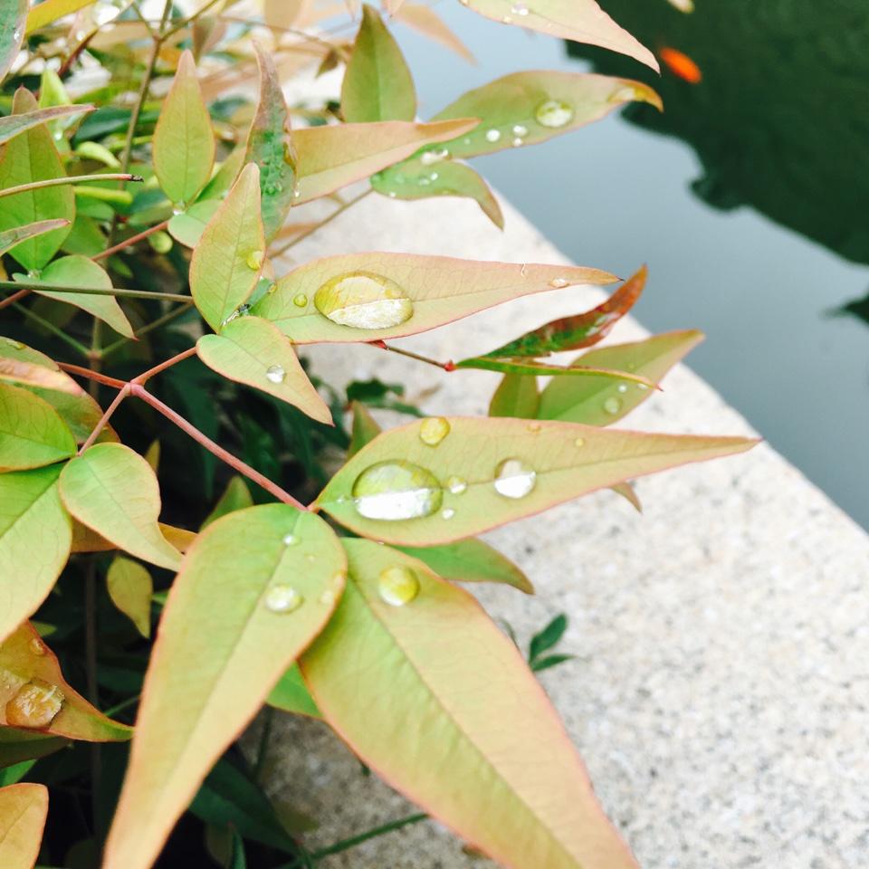 红果果和绿泡泡